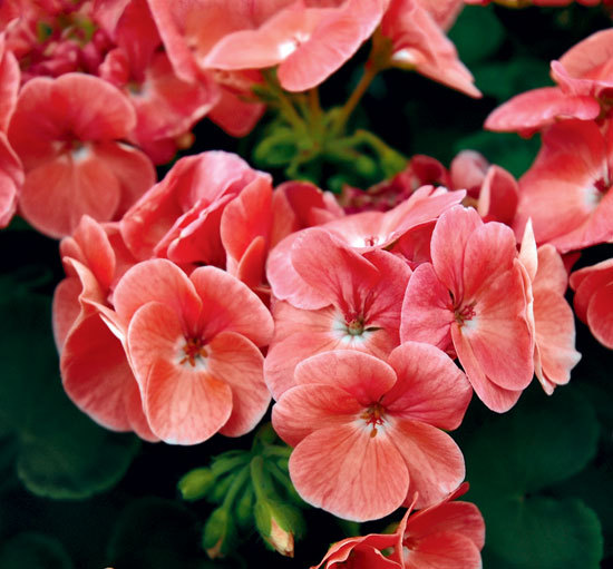 12 Fresh Seeds Elite Cherry Geranium