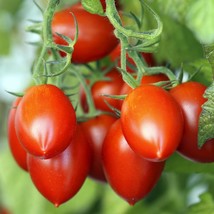 Organic Heirloom | Amish Paste Tomato | 20+ Seeds - £6.28 GBP