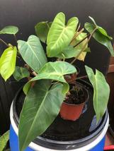 1 leaf House Plant Philodendron Eurebescen , Beautiful, Unrooted - £13.53 GBP