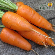 1000 Chantenay Carrot Seeds For Garden Planting    From US - £8.28 GBP