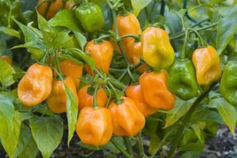 25 Seeds Habanero Orange Pepper Heirloom Seeds Sprout Quickly Beautify - £6.44 GBP