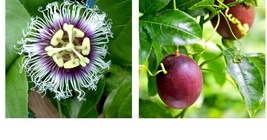 Passiflora edulis POSSUM PURPLE Passion Fruit Live Starter Plant Self Fertile - £31.96 GBP