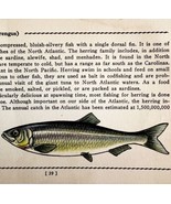 Herring 1939 Salt Water Fish Gordon Ertz Color Plate Print Antique PCBG19 - $570.01 MXN