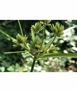 Cyperus Eragrostis Tall Nutgrass Umbrella Sedge 300 Seeds Fresh Gardening - $13.99