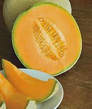 Cantaloupe Seed, Hales Best Jumbo, Heirloom, Non GMO, 100 Seeds, Melon - £2.33 GBP