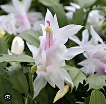 SNOW White Christmas Cactus Schlumbergera Plant Leaf CUTTINGS - £1.61 GBP