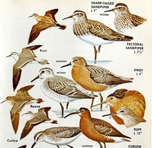Sandpipers And Other Shore Birds Varieties 1966 Color Art Print Nature A... - $9.00
