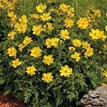 HS Cosmos Yellow/Gold 100 Seeds  - £4.73 GBP