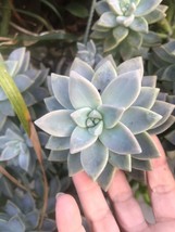 Leave Cuttings 30+ Graptopetalum Ghost Plant Large Succulent Cactus. Fre... - $14.39