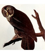 Great Gray Owl 1950 Lithograph Art Print Audubon Bird First Edition DWU14D - $42.18 CAD