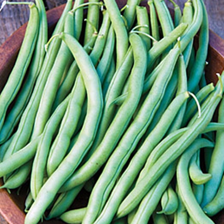 Blue Lake 274 Bush Beans Excellent Flavor Best Tasting Fresh Gardening - $12.22