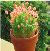 SL Ovatus Grass Seed Bunny Tails Grass Tropical Ornamental Plants Seed Flower Se - $2.75