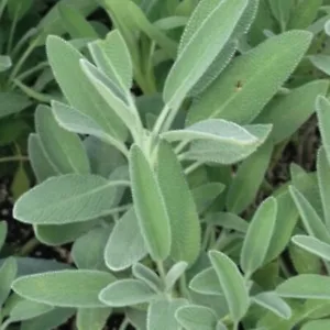 Broadleaf Sage Seeds Fast Delicious Herb Healthy Usa Half Gram Fresh - £7.06 GBP