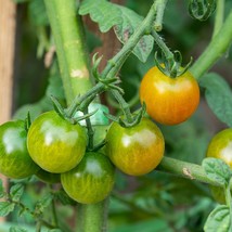Exotic Kozula-228 Tomato Seeds (5 Pack) - Unique Flavor, Home Gardening, Plant L - £5.61 GBP