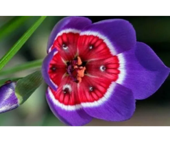 100PCS Tricolor Sparaxis Seeds Purple White Red Big Ornamental Flowers - £13.86 GBP