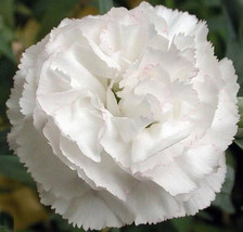 Carnation Grenadin White Double 100 Seeds+BUY 1 GET 1 FREE+FREE Tag - £6.26 GBP