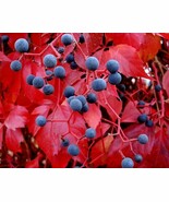 Hedera helix seeds Parthenocissus quinquefolia tricuspidata  English Ivy... - £4.97 GBP+