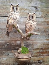 Taxidermy OWL Real Bird Asio otus Stuffed owl taxidermy set two owl - £438.55 GBP