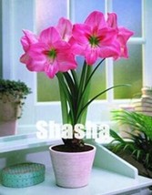 Worldwide Shipping 100Pcs Amaryllis Seeds - £9.54 GBP