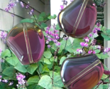 10 Hyacinth Bean Glass Beads Fuchsia &amp; Green Two Tone Mirror Finish 15x13mm - £9.64 GBP