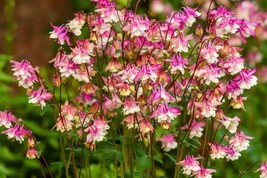 50 Rose Star Columbine Aquilegia Caerulea Bicolor Rose   - £13.58 GBP