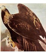 Golden Eagle Bird 1946 Color Plate Print John James Audubon Nature DWV2E - $56.04 CAD