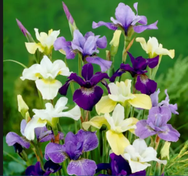 Primary image for Fresh New Japanese Iris Ensata 50 Seeds Made In