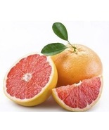 California only!! Star Ruby Grapefruit tree, 2-3 ft. tall, Semi dwarf grafted - $181.00