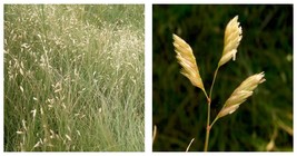 Buchloe Dactyloides Grass Seeds 150 Seeds INTERNATIONAL SHIP - £21.52 GBP