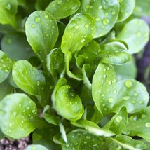 Corn Salad - Coquille de Louviers - 100+ seeds - Semillas - Graines - L 167 - $67.62 MXN
