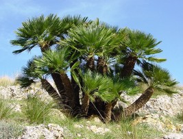 5 Mediterranean Fan Palm European Dwarf Tree Shrub Chamaerops Humilis Se... - $278.36 MXN