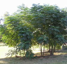 30 Seeds Devil&#39;s Walking Stick Or Aralia Spinosa - $9.70