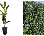 3 Live Plants Dwarf English Cherry Laurel Prunus Laurocerasus Compacta - £51.71 GBP
