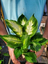 Dieffenbachia Green Taro Live Plant ~ Easy to Grow 7 inches Houseplant - £29.82 GBP
