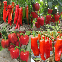 Heirloom Red Long Sharp Sweet Bell Pepper 20+Seeds Organic High Yield - $7.36
