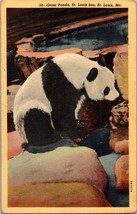 Giant Panda St. Louis Zoo St. Louis MO Postcard PC37 - £4.05 GBP