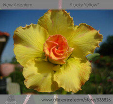 New Fresh 1 Pack 2 Seeds / Pack Rosy Adenium Obesum Lucky Yellow Desert ... - $4.16