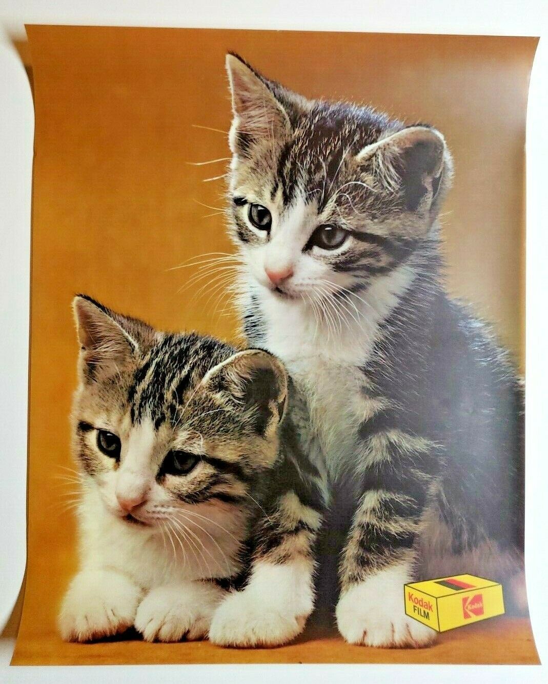 1970's Rare Kodak Film Transparent Store Display Ad Mylar "Pair of Kittens" 176 - £102.22 GBP