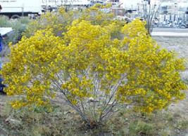 25 Yellow Silver Cassia Silvery Leaf Senna Artemisioides Flower Seeds * - £4.31 GBP