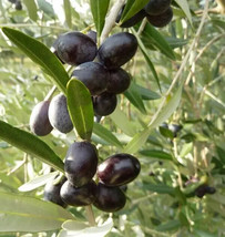 Leccino Olive 10+  Seeds for Garden Planting  - £10.60 GBP