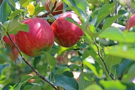 25 Redfree Apple Seeds, Outdoor Plant, Fruit Plant - $7.95