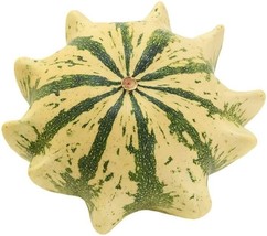 HGBO 15 Seeds Crown Of Thorns Shenot Gourd Seeds Squash Heirloom Organic Non Gmo - £6.90 GBP