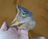 SAF-134) 3&quot; modern Lake trout fish ead Salvelinus namaycush cool science... - $26.17