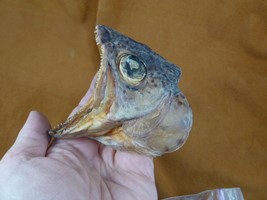 SAF-134) 3&quot; modern Lake trout fish ead Salvelinus namaycush cool science... - £20.89 GBP