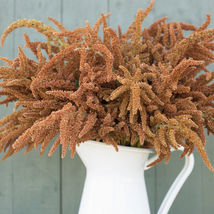 Hot Biscuits Amaranthus Seed, Amaranthus Flower , USA Grown Seeds - $12.99