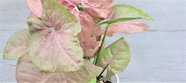 4&quot; Pink Syngonium Podophyllum Arrowhead Plant (Neon Robusta) Live House Plant - £23.75 GBP