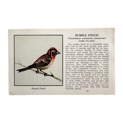 Purple Finch Bird Print 1931 Blue Book Birds Of America Animal Art PCBG21D Item image 2
