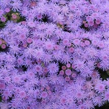 Jstore 200 Seeds Non-GMO Floss Flower Ageratum Blue Mink Dwarf Purple Flowers Us - £7.51 GBP