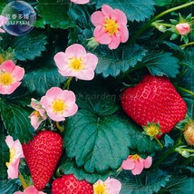 Strawberry Heirloom Imported Seeds, 100 seeds, tasty organic / hybrid sweet frui - £6.06 GBP