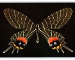 Lot of 14 Butterflies Beetles Inscets Entomology Unused Continental Post... - $9.76